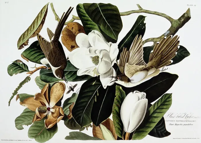 Framed Print : Black-Billed Cuckoo by John James Audubon Framed Print : Black-Billed Cuckoo by John James Audubon