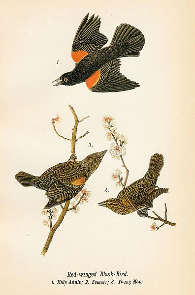 Black bird bird lithograph 1890
