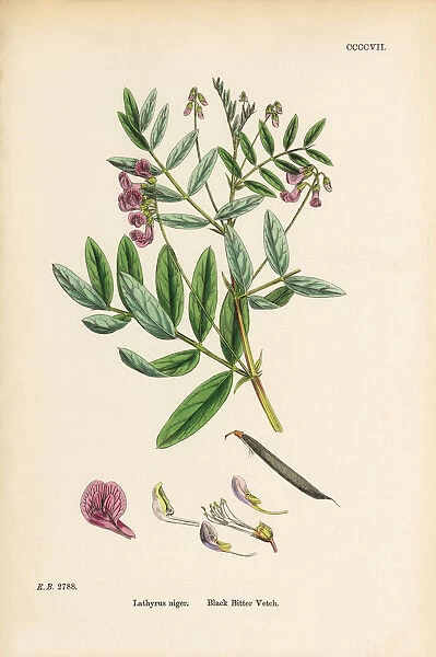 Black Bitter Vetch, Lathyrus niger, Victorian Botanical Illustration, 1863