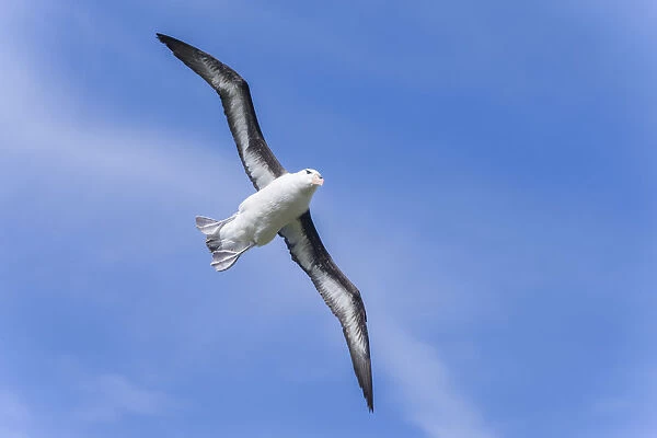 Black-browed Albatross or Black-browed Mollymawk -Thalassarche melanophris-, in flight, Westpoint Island, Falkland Islands, United Kingdom