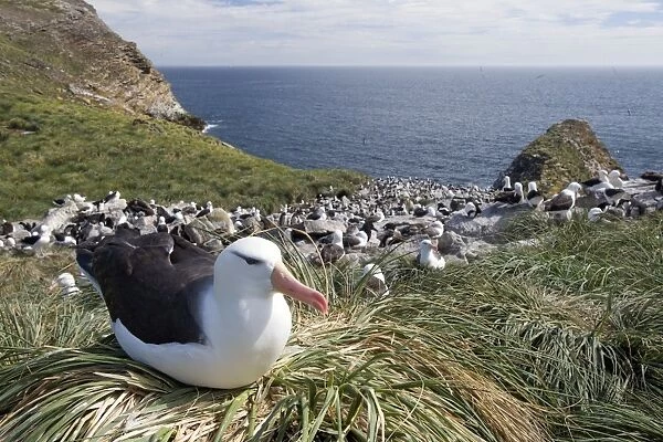 Black-browed Albatross or Black-browed Mollymawk -Thalassarche melanophris- perched on tussock grass in breeding colony, Westpoint Island, Falkland Islands, United Kingdom