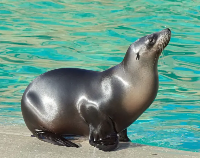 Framed Print : black, captive animals, grey, nobody, otariidae, pool, seal, zalophus californianus