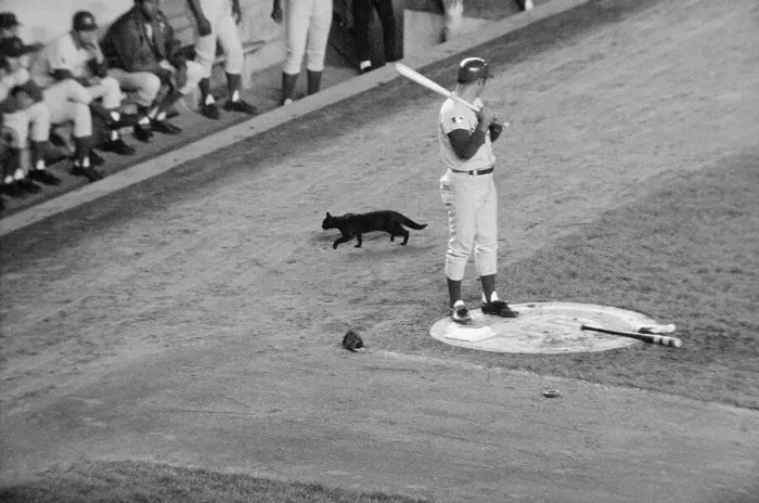 Framed Print : Black Cat Passes Baseball Player Ron Santo During Game Framed Print : Black Cat Passes Baseball Player Ron Santo During Game