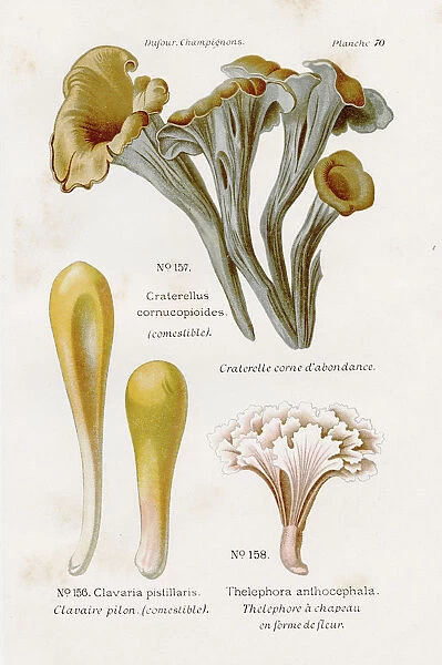 Black chanterelle mushrooms 1891