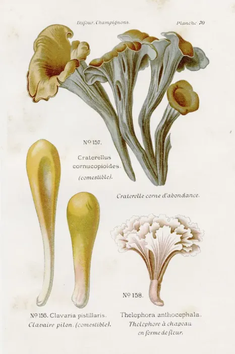 Framed Print : Black chanterelle mushrooms 1891 Framed Print : Black chanterelle mushrooms 1891