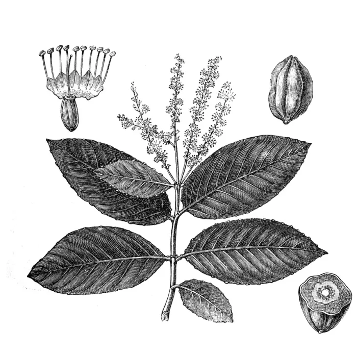 Framed Print : Black- or chebulic myrobalan (Terminalia chebula)