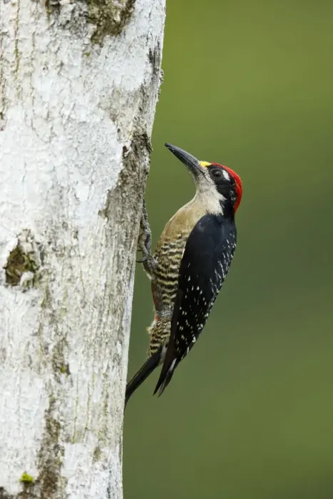Framed Print : Black-cheeked Woodpecker Framed Print : Black-cheeked Woodpecker