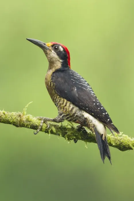Framed Print : Black-cheeked Woodpecker Framed Print : Black-cheeked Woodpecker