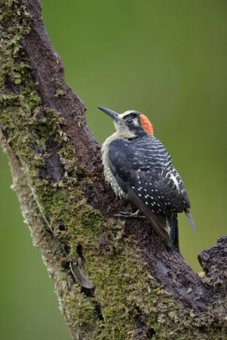 Framed Print : Black-cheeked Woodpecker Framed Print : Black-cheeked Woodpecker