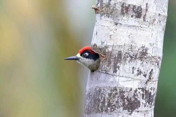 Black-cheeked woodpecker - Costa Rica