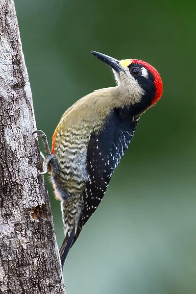 Black-cheeked woodpecker (Melanerpes pucherani) Costa Rica