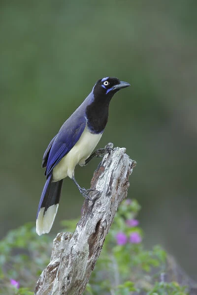 Black-chested Jay (Cyanocorax affinis) foraging