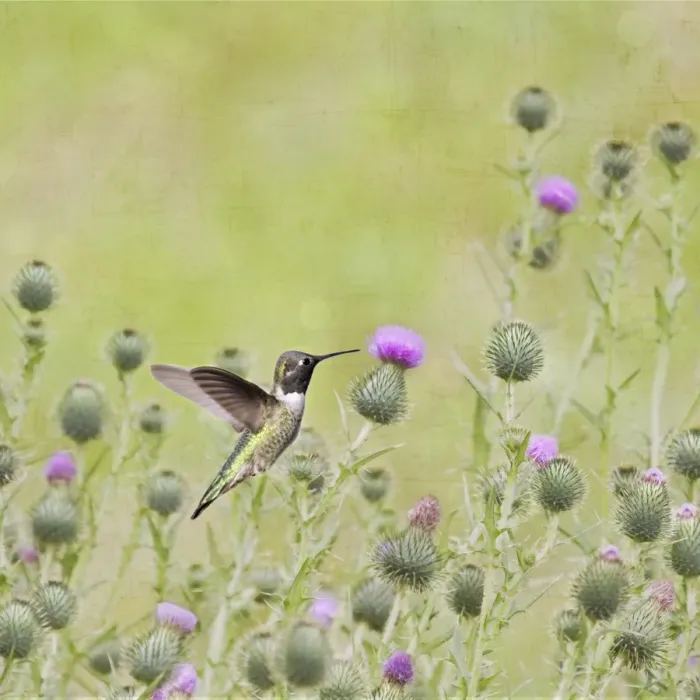 Framed Print : Black Chinned Hummingbird Framed Print : Black Chinned Hummingbird