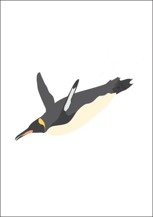 Framed Print : black, colour, grey, nobody, white, wildlife Framed Print : black, colour, grey, nobody, white, wildlife