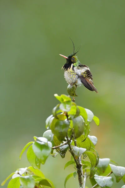 Black-crested Coquette (Lophornis helenae)