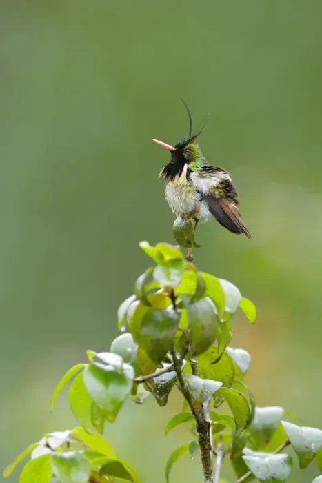 Framed Print : Black-crested Coquette (Lophornis helenae) Framed Print : Black-crested Coquette (Lophornis helenae)