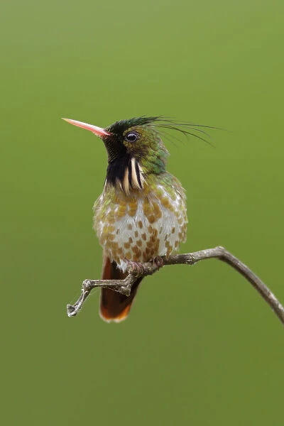 Black-crested Coquette (Lophornis helenae)