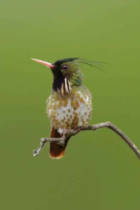 Framed Print : Black-crested Coquette (Lophornis helenae) Framed Print : Black-crested Coquette (Lophornis helenae)