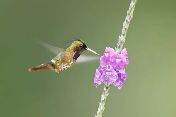 Framed Print : Black-crested Coquette (Lophornis helenae)