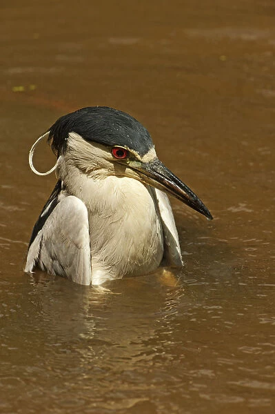 Black-crowned adult night heron bathing