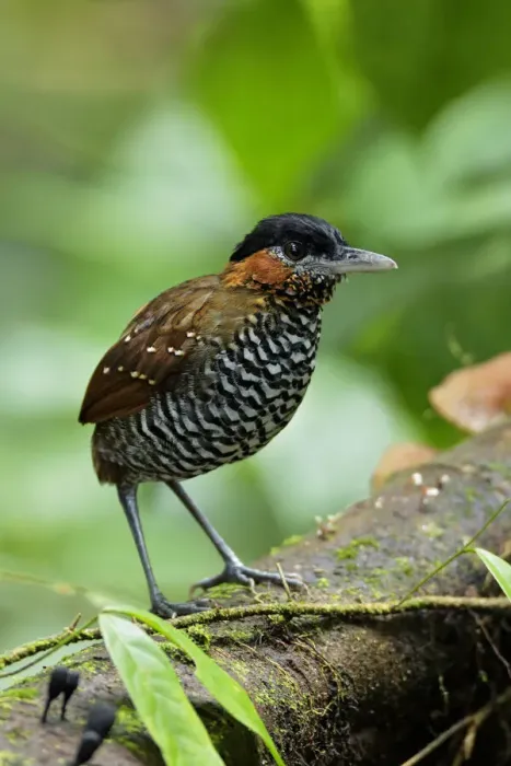 Framed Print : Black-crowned Antpitta (Pittasoma michleri) Framed Print : Black-crowned Antpitta (Pittasoma michleri)