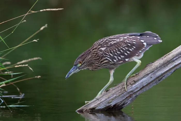 Framed Print : Black, crowned night heron Framed Print : Black, crowned night heron