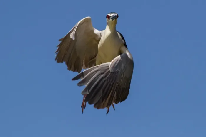 Framed Print : Black crowned night heron