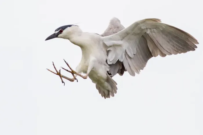 Framed Print : Black crowned night heron Framed Print : Black crowned night heron