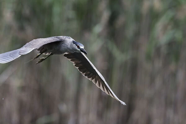 black-crowned night heron in flight