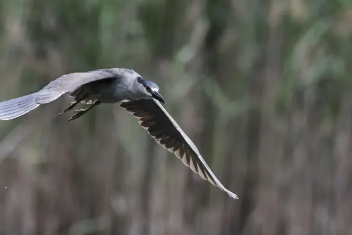 Framed Print : black-crowned night heron in flight Framed Print : black-crowned night heron in flight