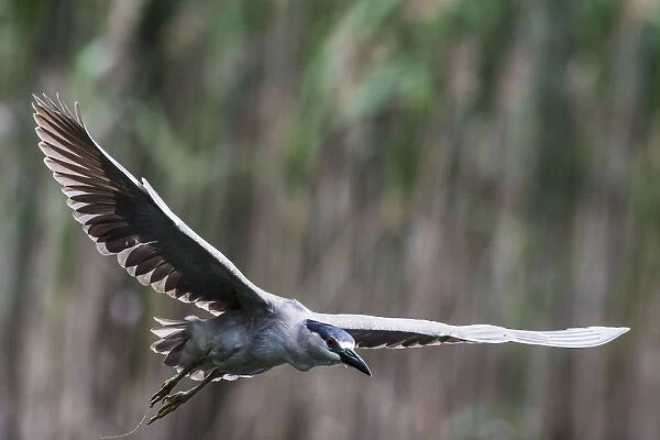 Black-crowned night heron flight