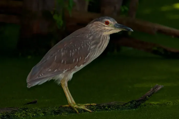 Framed Print : Black-crowned night heron (juvenile) Framed Print : Black-crowned night heron (juvenile)