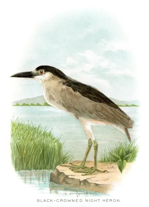 Framed Print : Black crowned night heron lithograph 1897 Framed Print : Black crowned night heron lithograph 1897