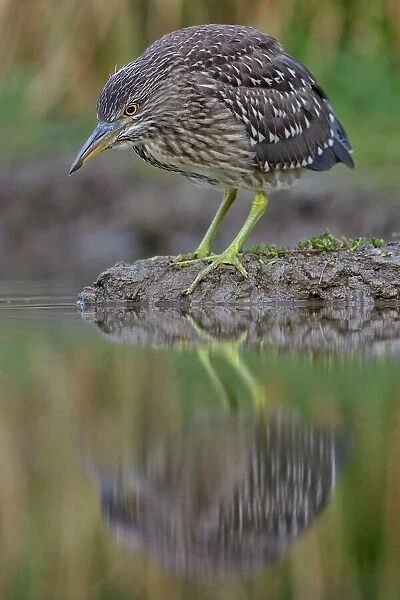 Black-crowned Night Heron (Nycticorax nycticorax), juvenile, foraging for food, Kiskunsag National Park, Southeastern Hungary, Hungary