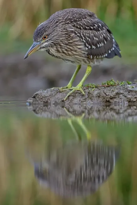 Framed Print : Black-crowned Night Heron (Nycticorax nycticorax), juvenile, foraging for food, Kiskunsag National Park, Southeastern Hungary, Hungary