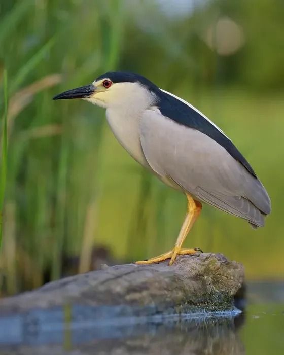Framed Print : Black-crowned Night Heron (Nycticorax nycticorax), adult, in the morning light, perched on a branch lying in the water, Kiskunsag National Park, Southeastern Hungary, Hungary Framed Print : Black-crowned Night Heron (Nycticorax nycticorax), adult, in the morning light, perched on a branch lying in the water, Kiskunsag National Park, Southeastern Hungary, Hungary