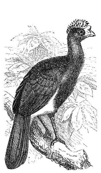 The black curassow (Crax alector)
