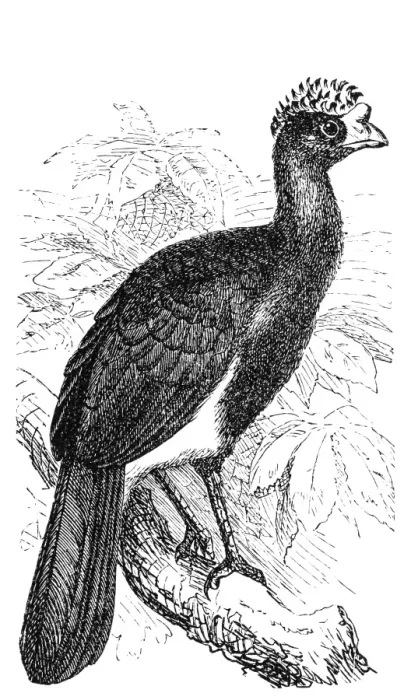 Framed Print : The black curassow (Crax alector) Framed Print : The black curassow (Crax alector)