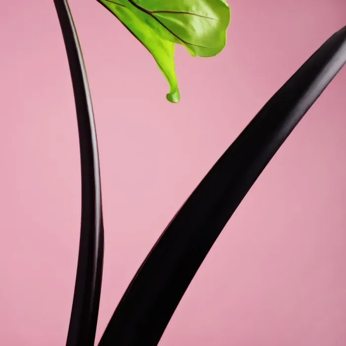 Framed Print : Black Elephant Ear Stem Framed Print : Black Elephant Ear Stem
