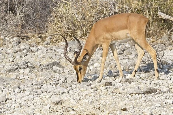 Black-faced Impala -Aepyceros melampus petersi- foraging for food, Etosha National Park, Namibia