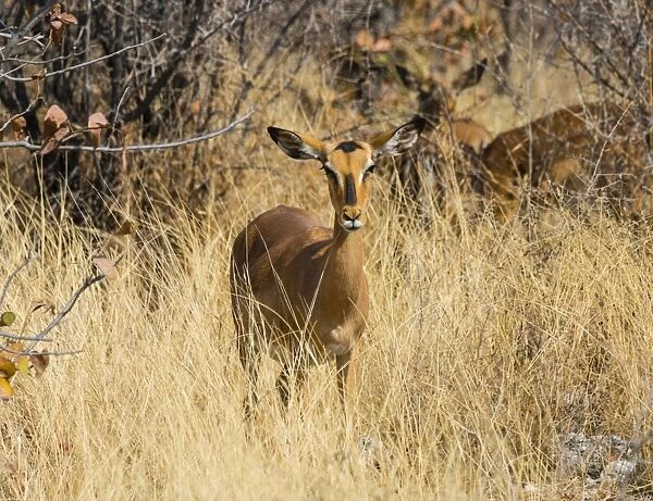 Black Faced Impala -Aepyceros melampus petersi- female standing in tall grass, Etosha National Park, Namibia