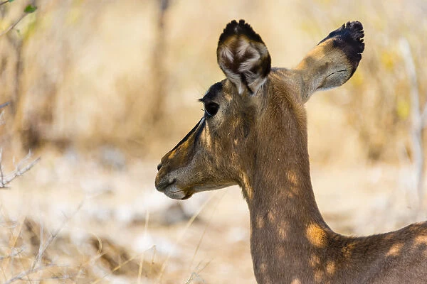 Black Faced Impala -Aepyceros melampus petersi-, Etosha National Park, Namibia
