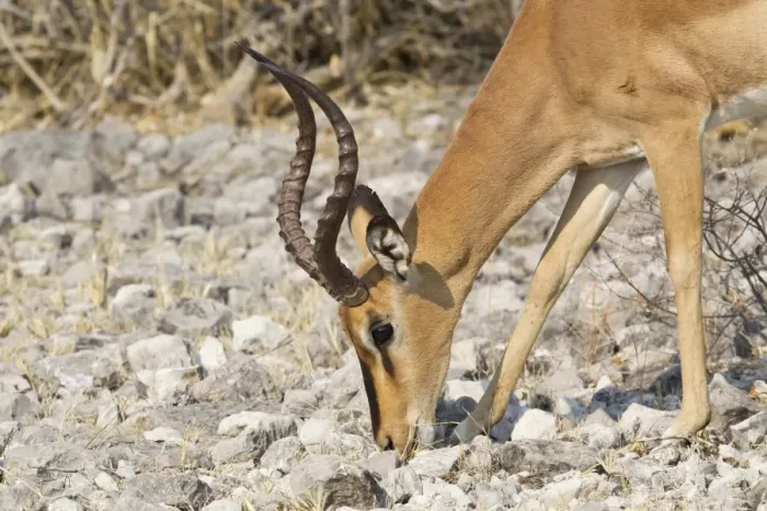 Framed Print : Black-faced Impala -Aepyceros melampus petersi- foraging for food, Etosha National Park, Namibia Framed Print : Black-faced Impala -Aepyceros melampus petersi- foraging for food, Etosha National Park, Namibia