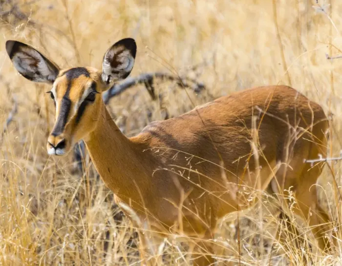Framed Print : Black Faced Impala -Aepyceros melampus petersi- in the tall grass, Etosha National Park, Namibia Framed Print : Black Faced Impala -Aepyceros melampus petersi- in the tall grass, Etosha National Park, Namibia