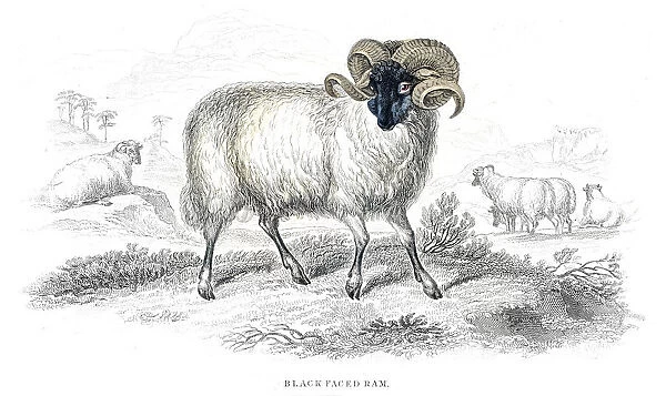 Black faced ram lithograph 1884
