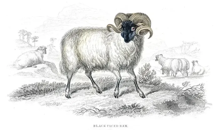 Framed Print : Black faced ram lithograph 1884