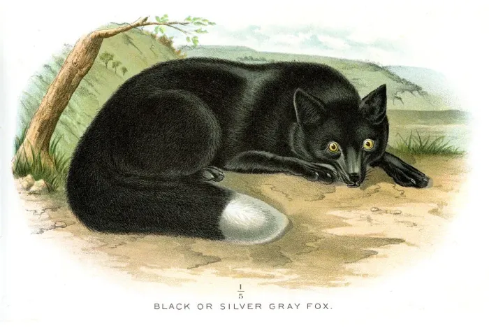 Framed Print : Black fox lithograph 1897 Framed Print : Black fox lithograph 1897