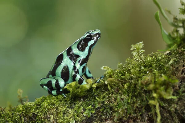 Black and green poison frog