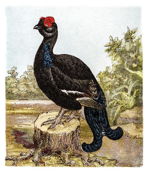 The black grouse or blackgame or blackcock (Tetrao tetrix)