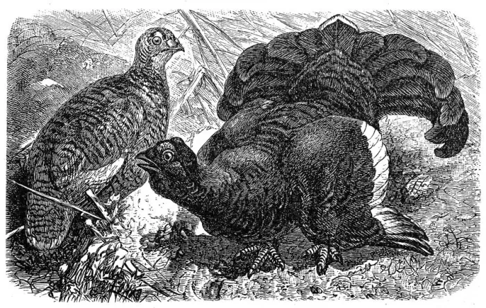 Framed Print : Black Grouse or Blackgame (Tetrao Tetrix)